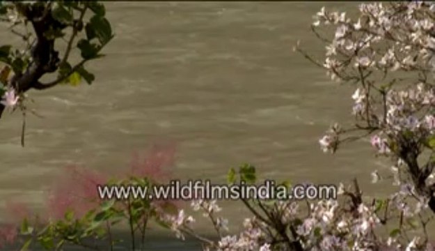 2930.Bauhibia or kachnar flowers overlooking the Ganga