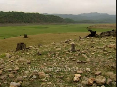 2959.Jackal at Corbett national Park