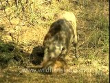 2969.Boar eating boar in sariska