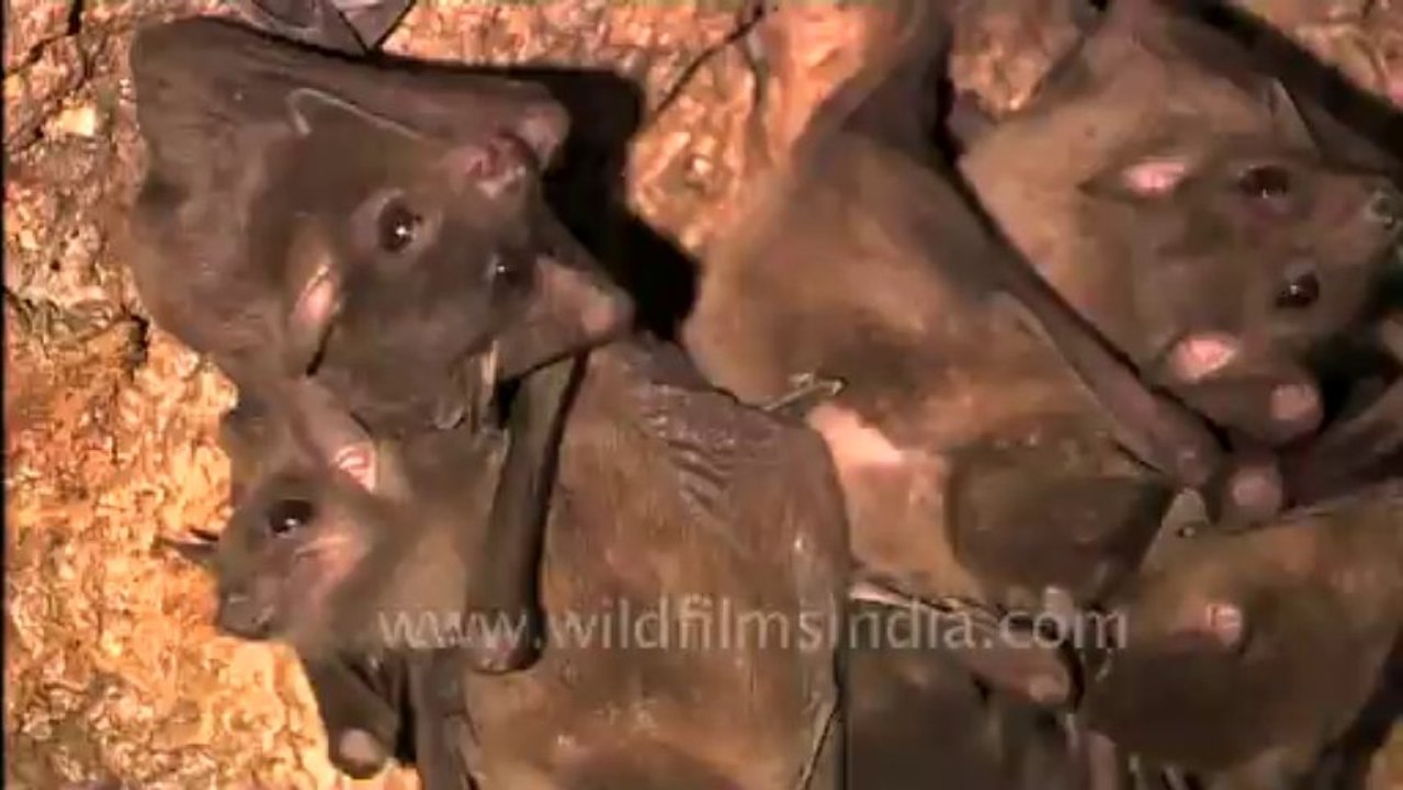 2986.Cluster of bats!