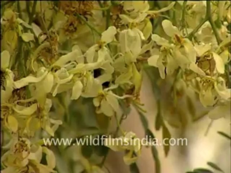 301.Drumstick or sainjana tree