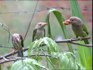 3010.Large Green Barbet