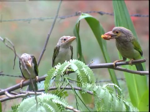 3010.Large Green Barbet