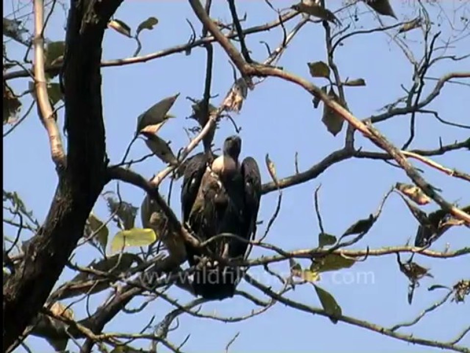 3040.Endangered Vultures