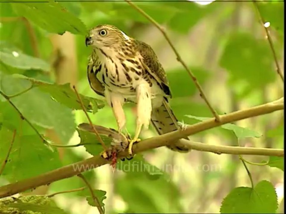 3041.Shikra enjoying a meal