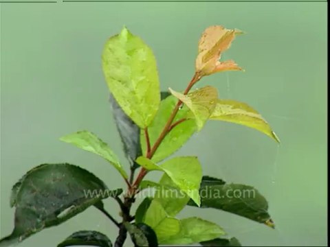 3044.From Landour looking down to Dehra dun and the Shivaliks