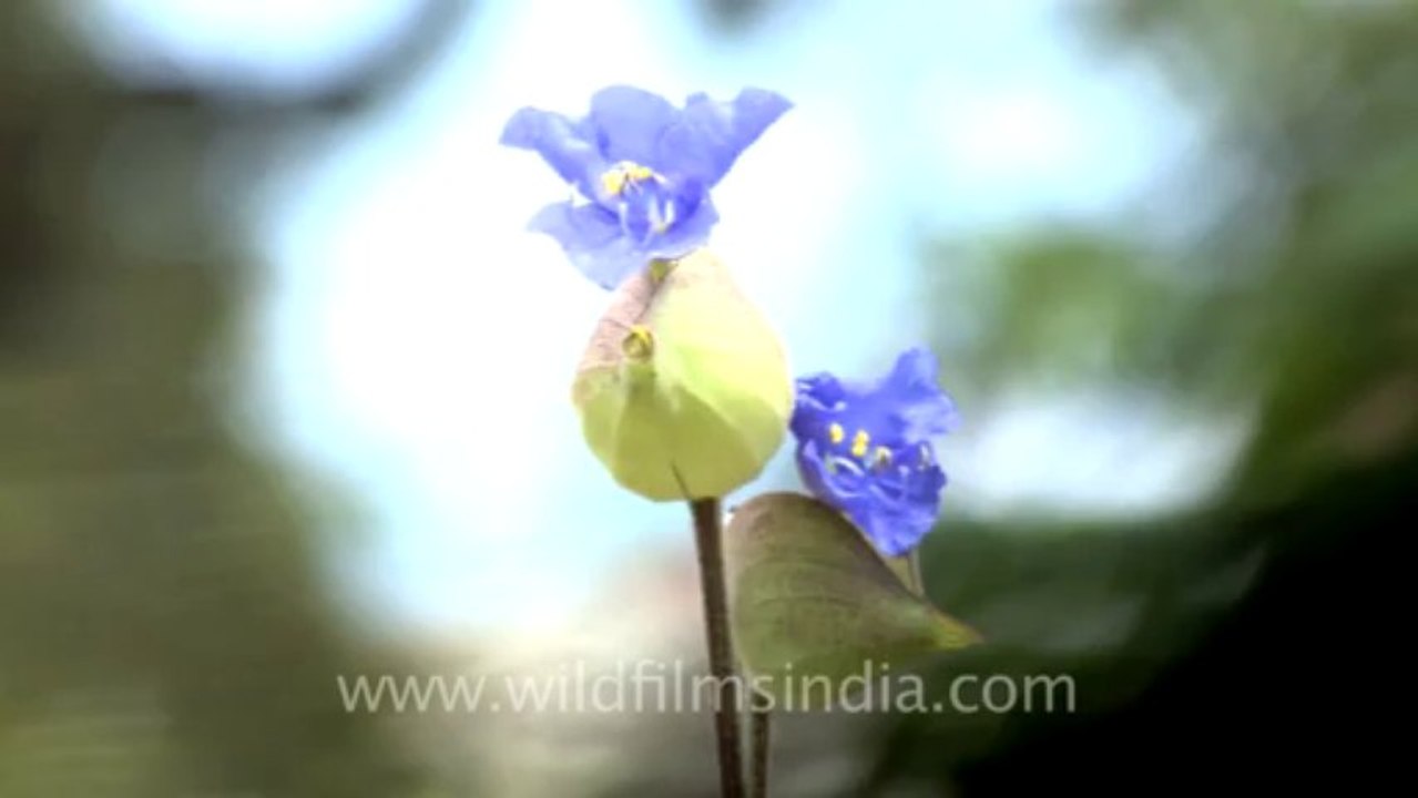 3051.Landour flower