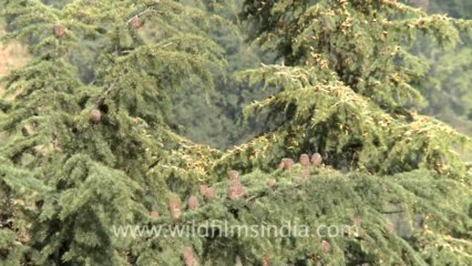 3054.Trees in Landour