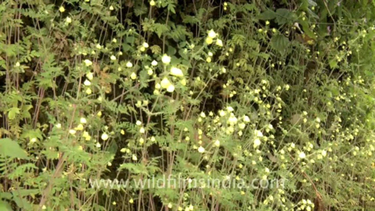 3057.Flowers in Landour