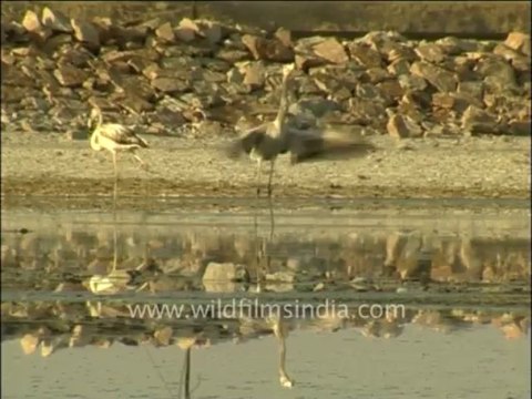 3064.Flamingos in Gujarat