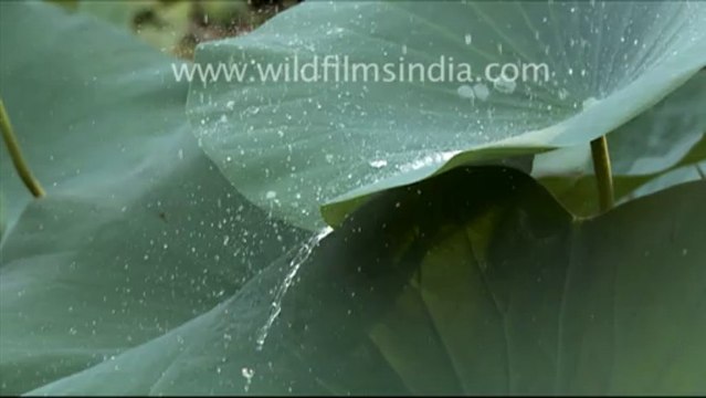 307.Water droplets on lotus leaves