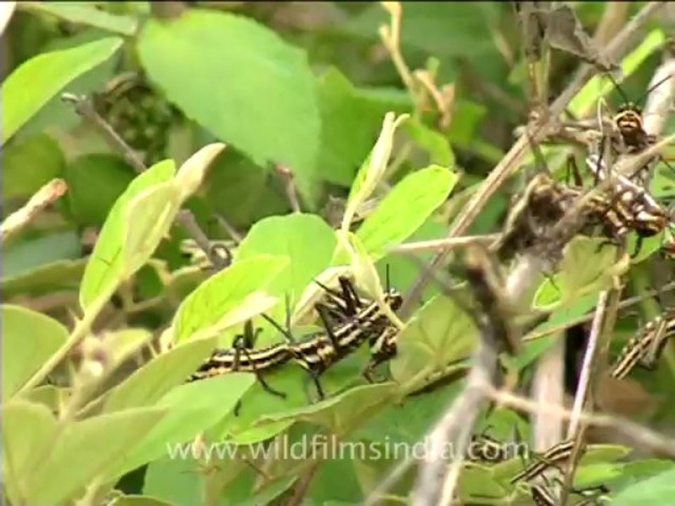 3090.Insects