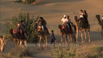 3097.Camel ride in the Thar desert...