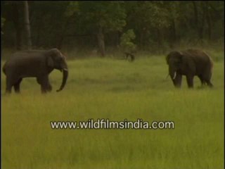 310.Elephants fighting