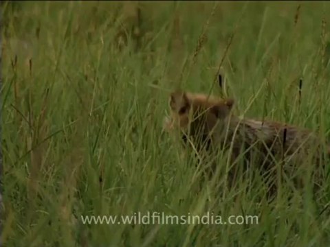 3107.Jackals running in the wild