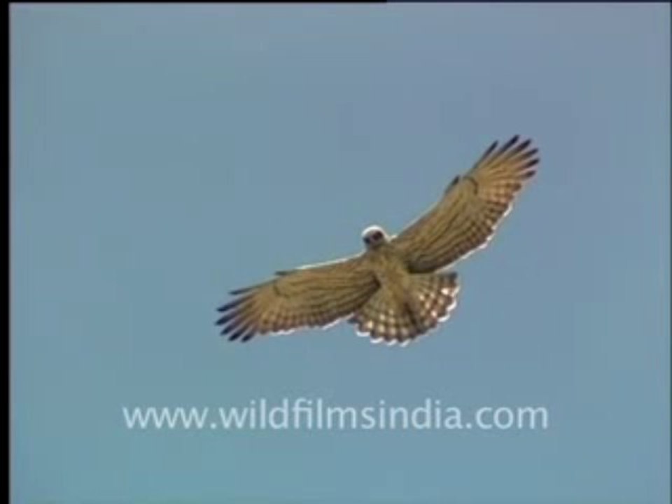 7.Indian Short-toed Eagle does the Samba while hunting