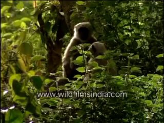 700.Indian Langurs