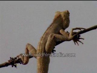 704.Calotes (garden lizard)