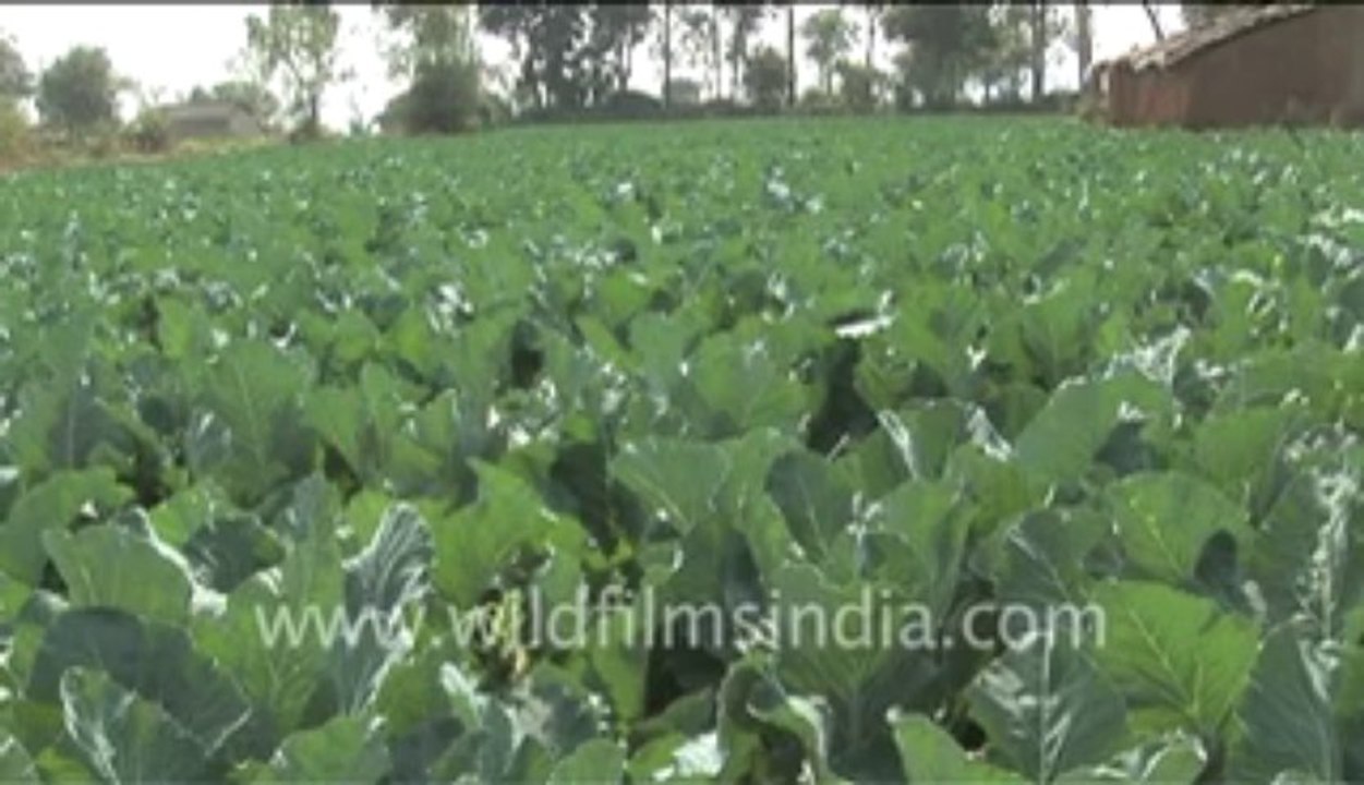 338.Cauliflower growing in India