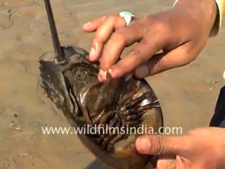 345.Sea animal to sea horse