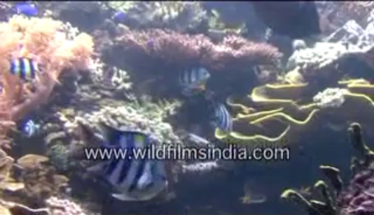 362.Fishes Under water