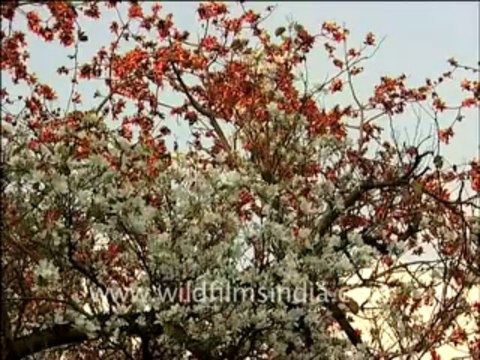 382.Kachnar and Silk Cotton trees in India!
