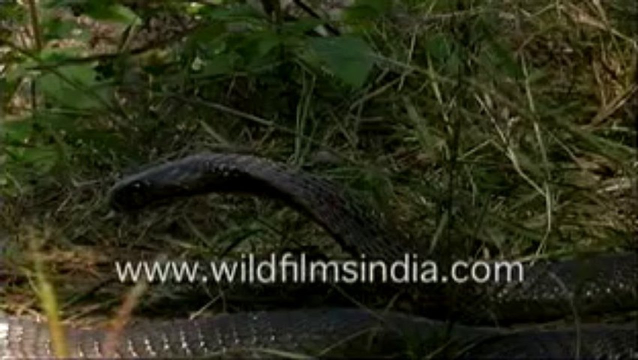 383.Deadly Cobra in india