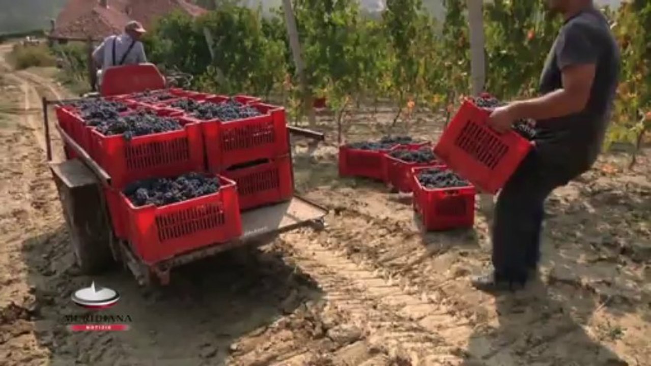 Produrre il vino in Sicilia attraverso le tecniche degli antichi romani