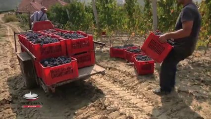 Produrre il vino in Sicilia attraverso le tecniche degli antichi romani