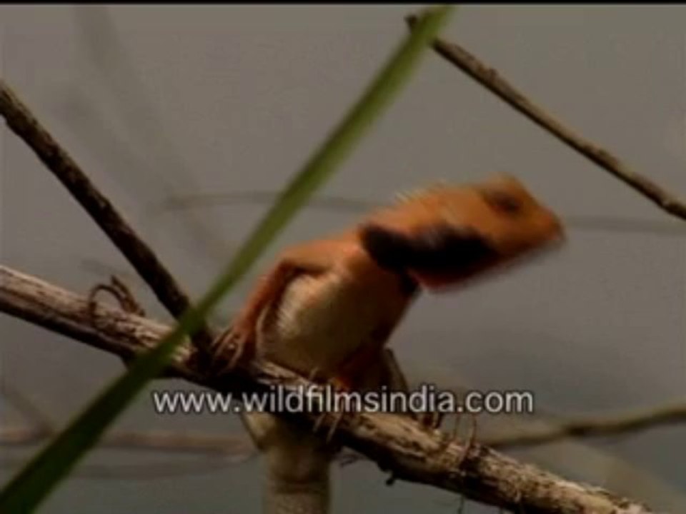 483.Calotes lizard