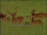 492.Forest of antlers A group of Spotted Deer
