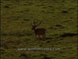 496.Spotted Deer marching through a grassland