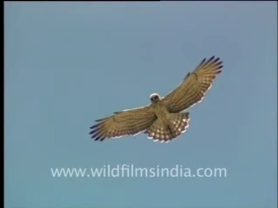 5.Indian Short-Toed Eagle Hunting