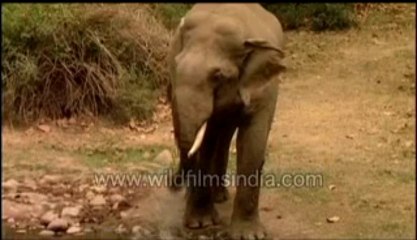 503.Baby Elephant growing up