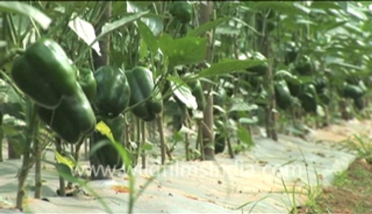 528.Capsicum farming in India