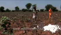 550.Cotton fields back home     (in India!)