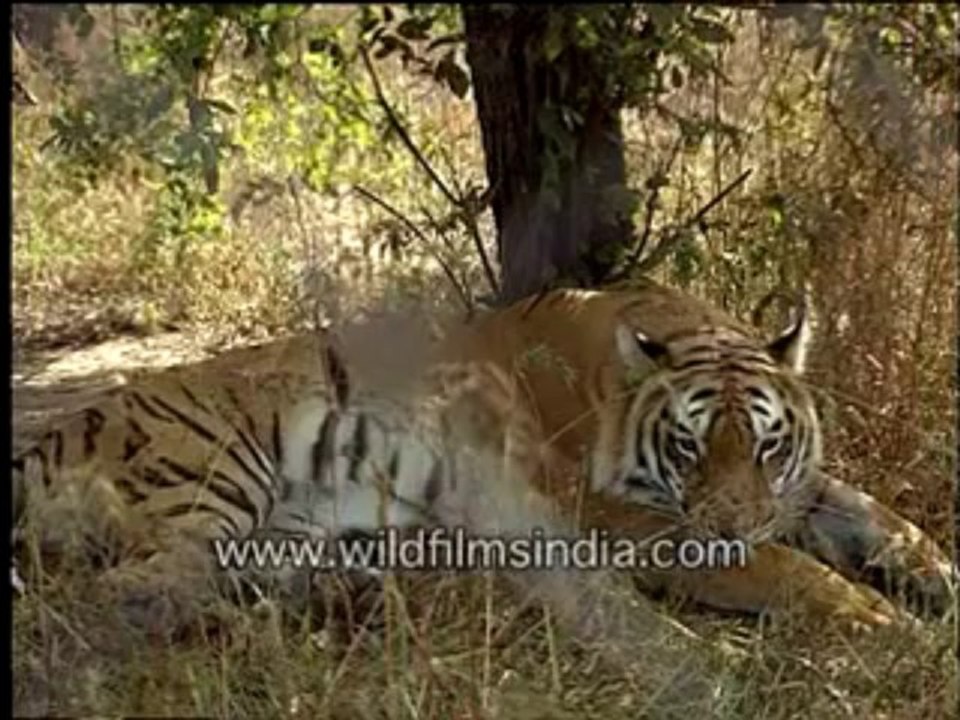 555.Tiger in Bandhavgarh, Madhya Pradesh