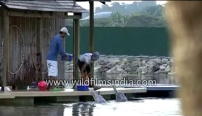 571.Dolphin act at Dolphin Lagoon!