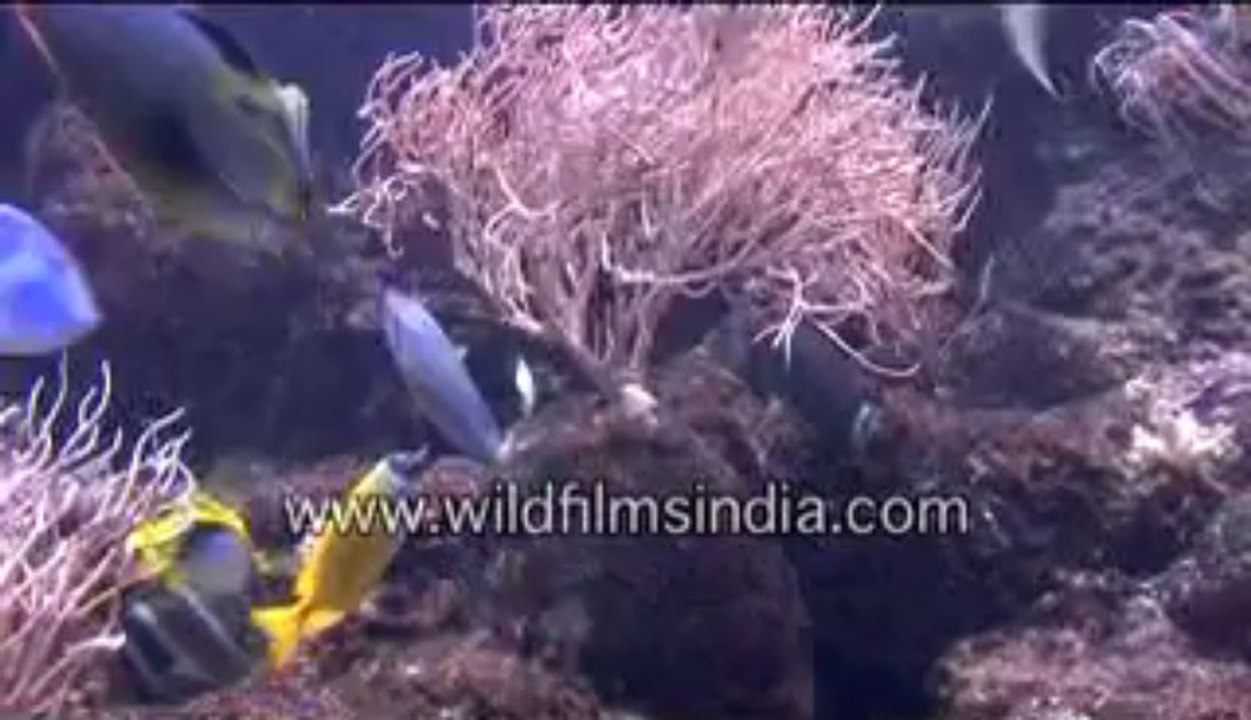 576.Colourful deep sea fishes in Singapore