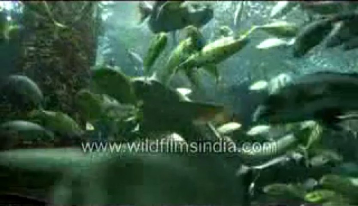 580.Fish from the deep seas