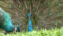586.Peacock displaying its feathers