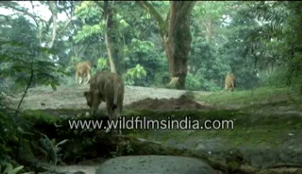 592.Lioness and her cubs