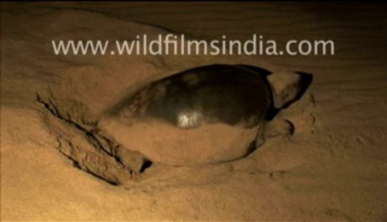 641.Olive ridley turtle