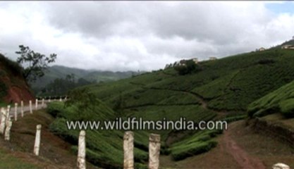 666.Fascinating sight of a tea garden