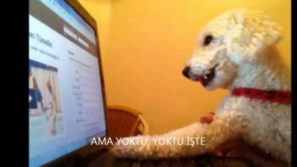 ROMEO VE PASPAS bolüm 1: AŞKIN BAŞLANGICI