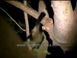 Civet cat -MPEG-4 800Kbps