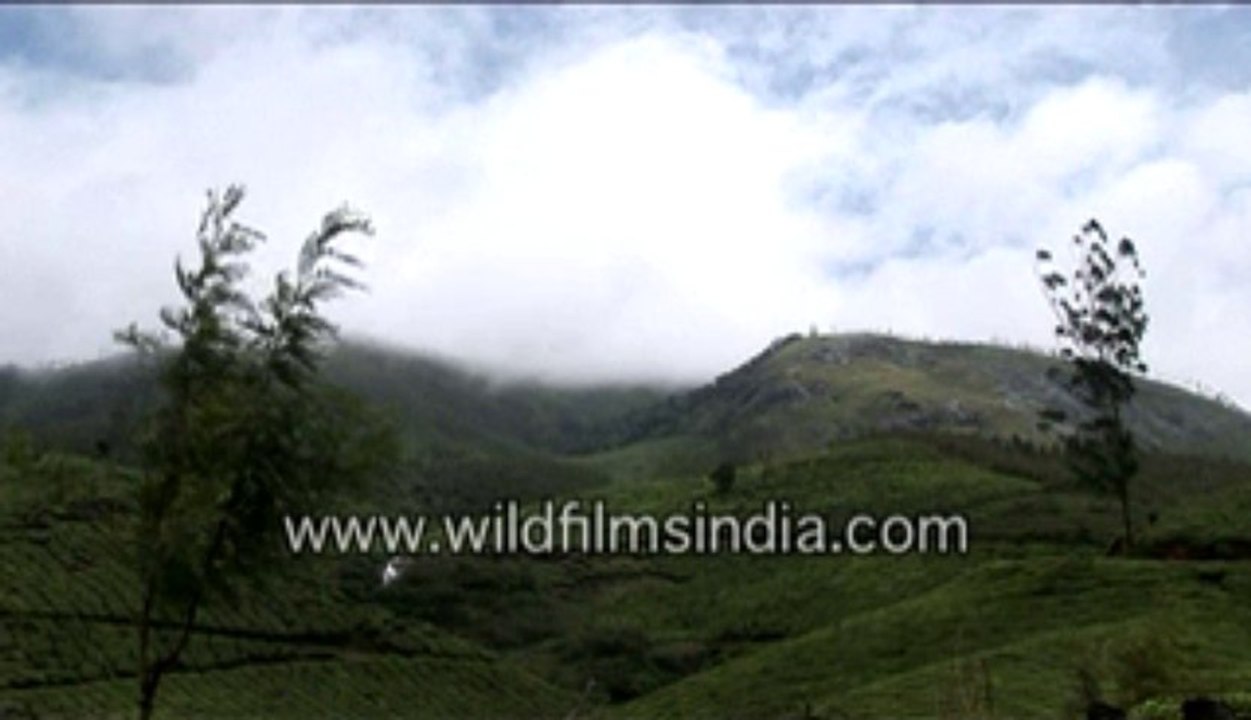 744.Tea garden in Kerala