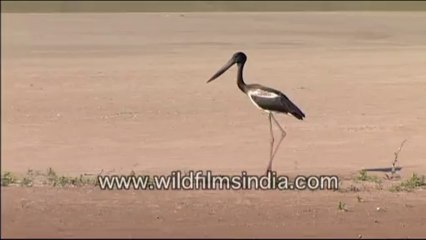 752.Black-necked Stork along the Chambal