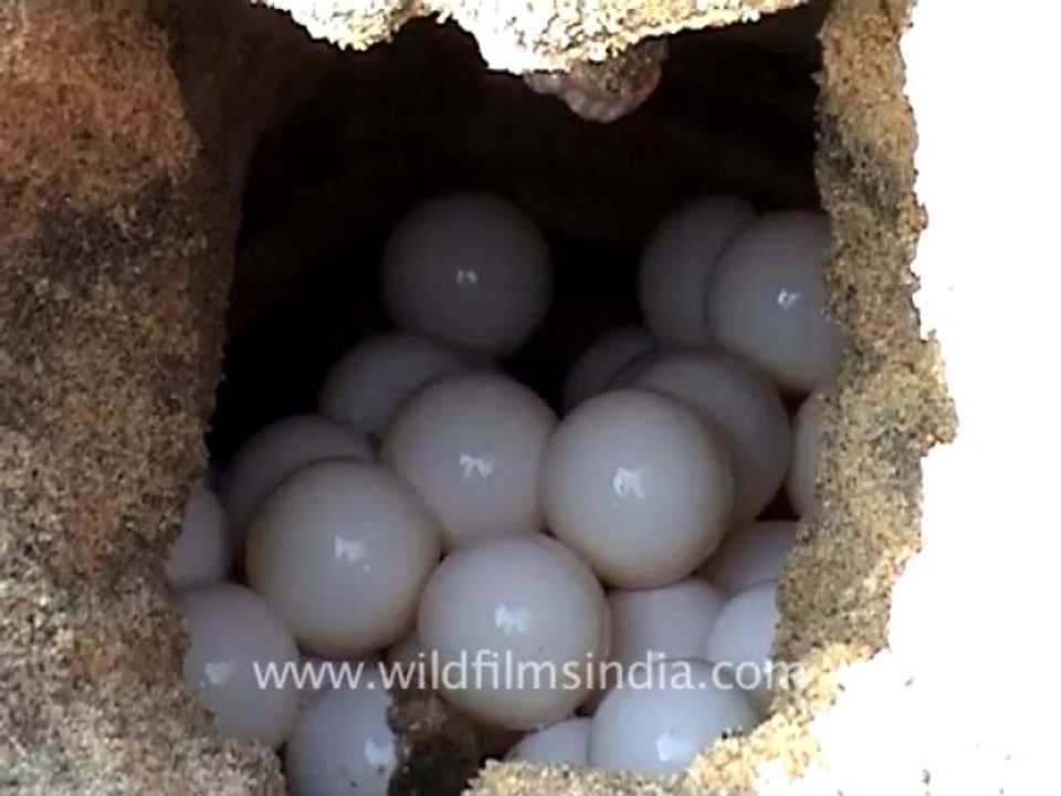 756.Olive Ridley Turtles - mass nesting!
