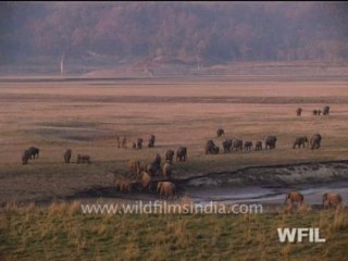 77. Wild India 24 hours-part 1